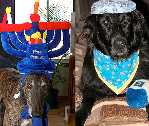 Keeping Your Pets Safe This Hanukkah
